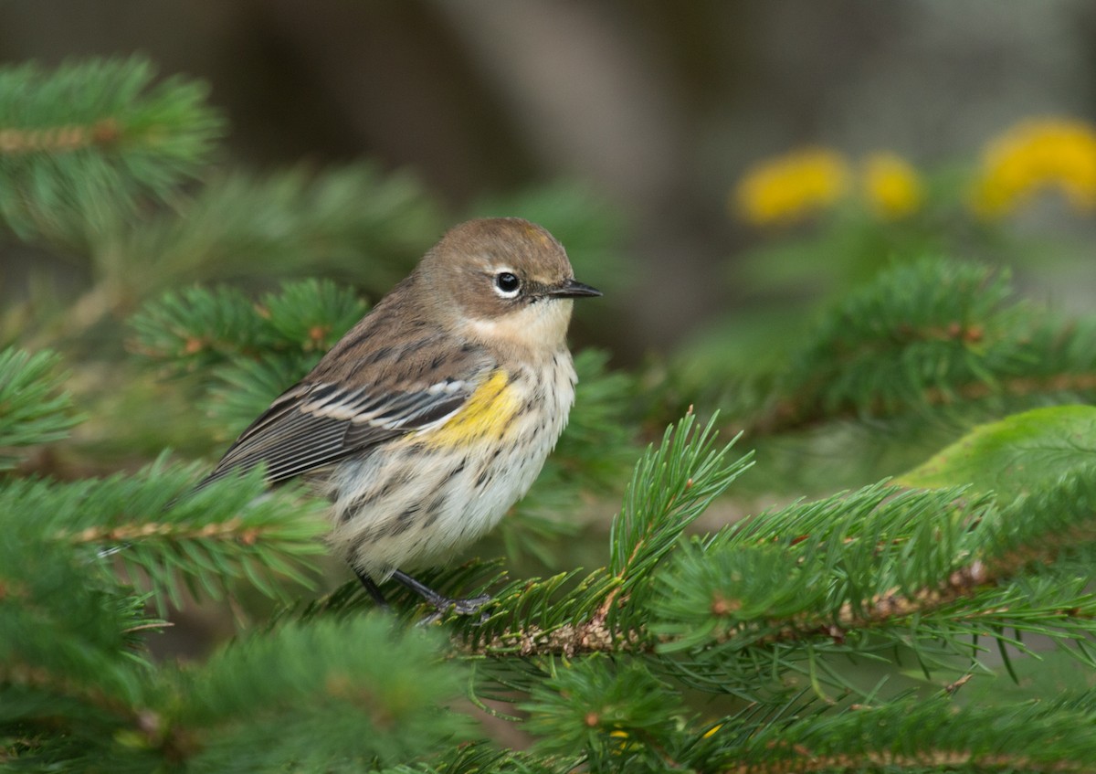 Kronenwaldsänger (coronata) - ML116549311