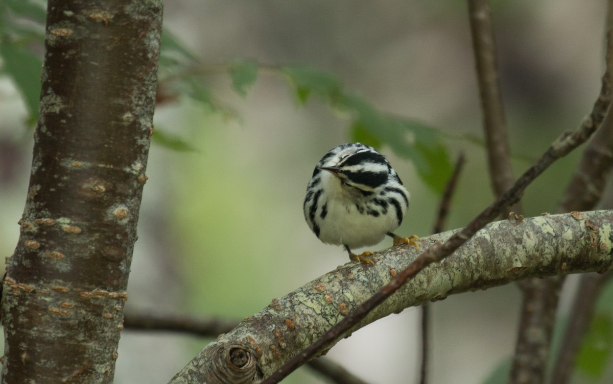 Black-and-white Warbler - ML116549351