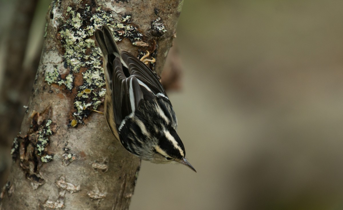 Black-and-white Warbler - ML116549451