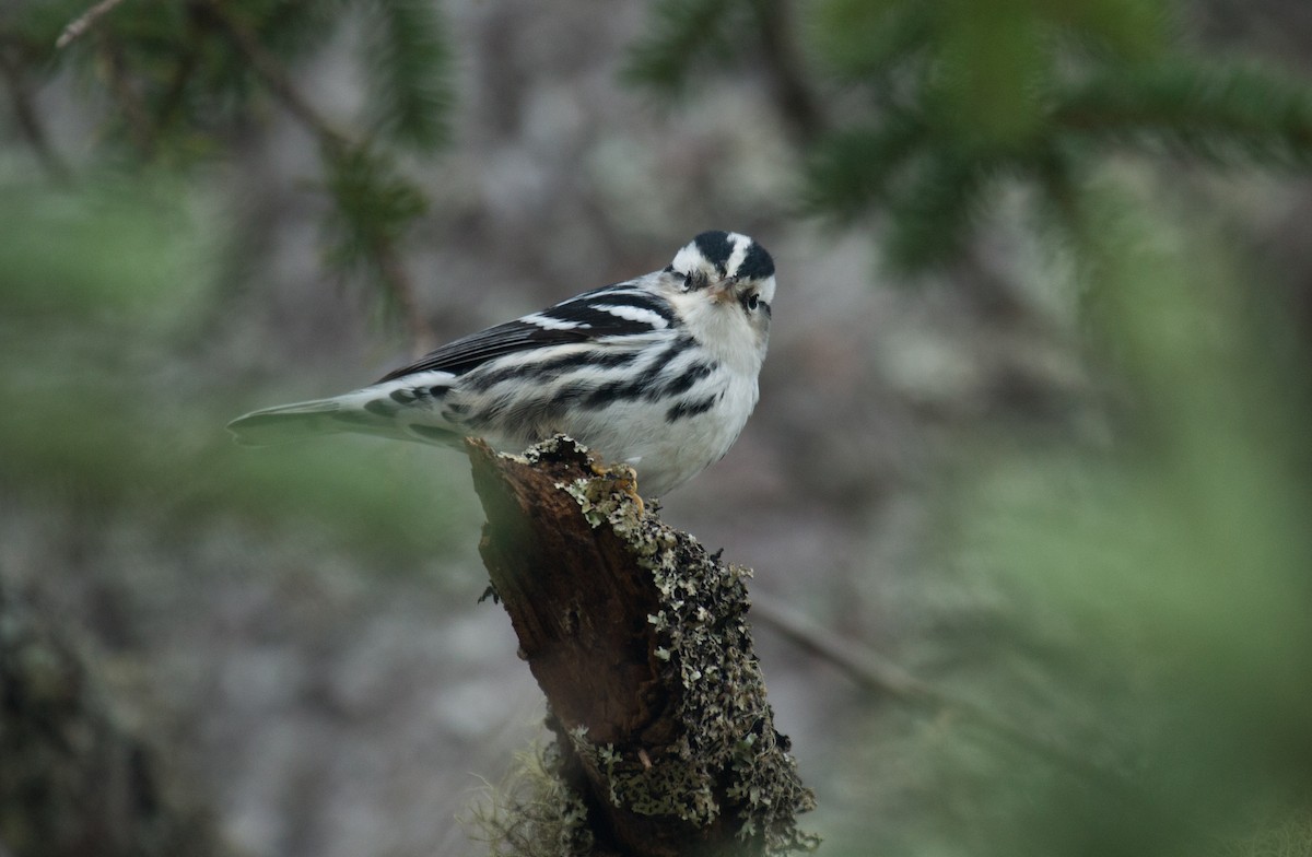 Black-and-white Warbler - ML116549821