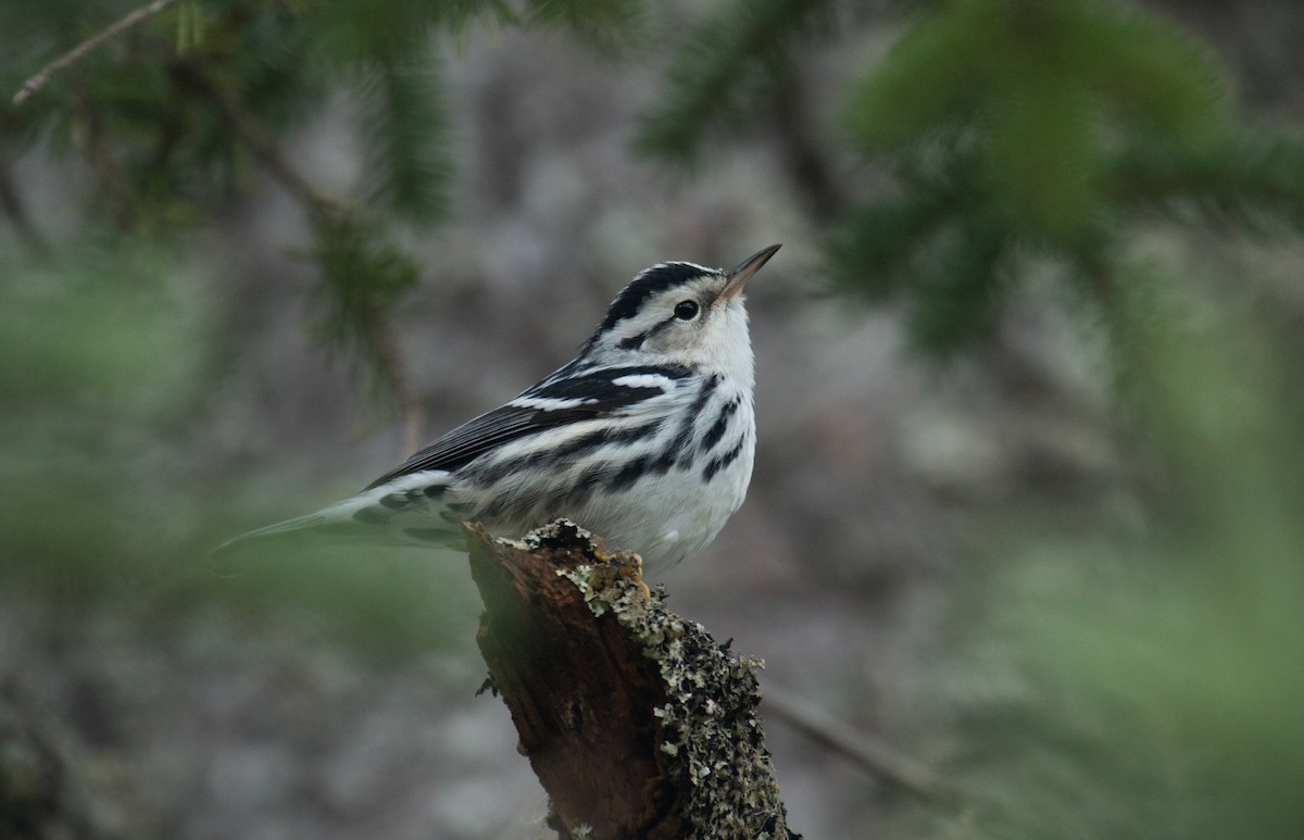 Black-and-white Warbler - ML116549831