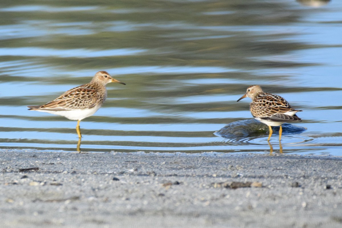 Pectoral Sandpiper - ML116550351