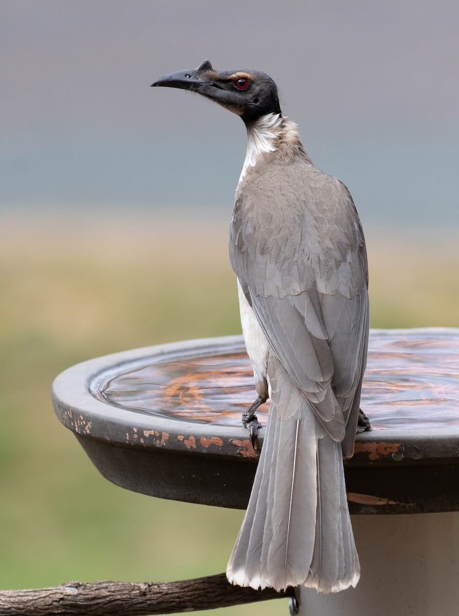 Noisy Friarbird - ML116551641