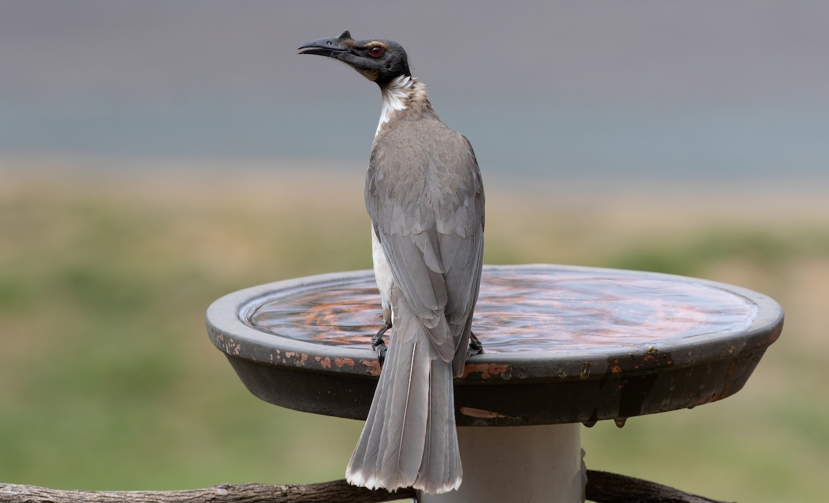 Noisy Friarbird - ML116551741