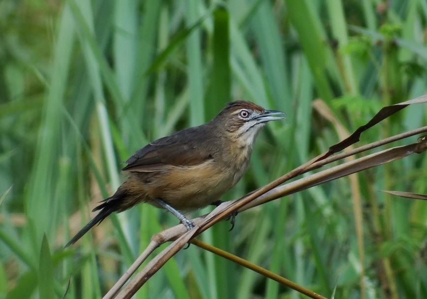 Moustached Grass-Warbler - ML116553861