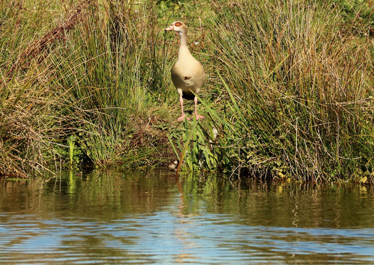 Egyptian Goose - Letty Roedolf Groenenboom