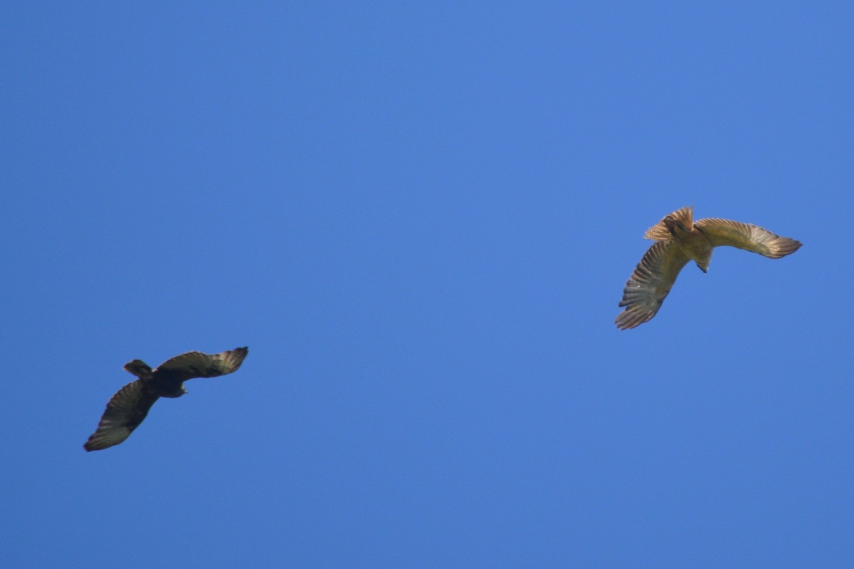 Hawaiian Hawk - ML116555321