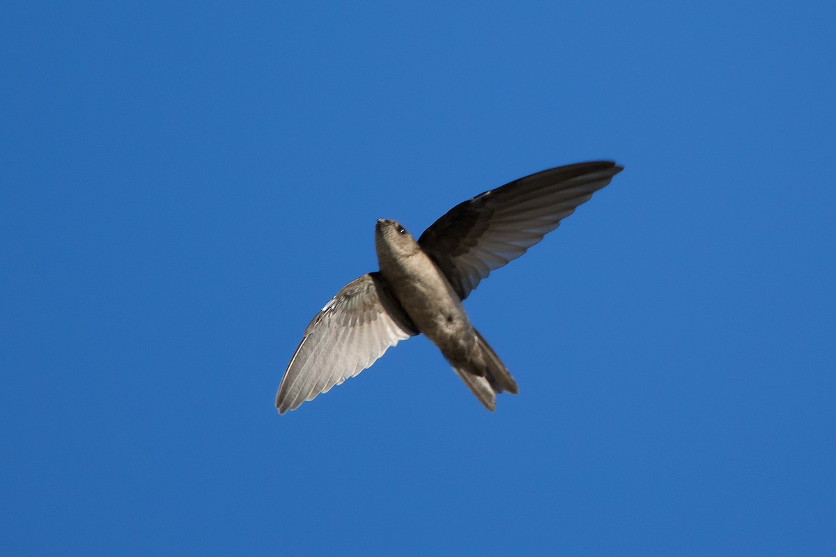 Himalayan Swiftlet (Indochinese) - Ayuwat Jearwattanakanok