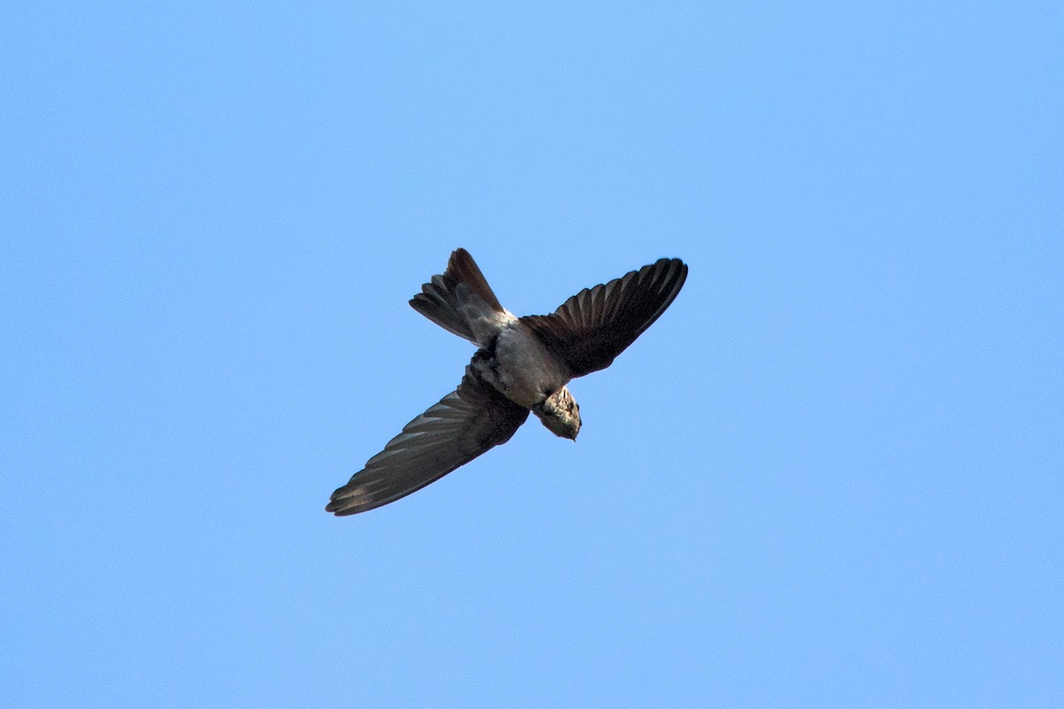 Himalayan Swiftlet (Indochinese) - ML116555591