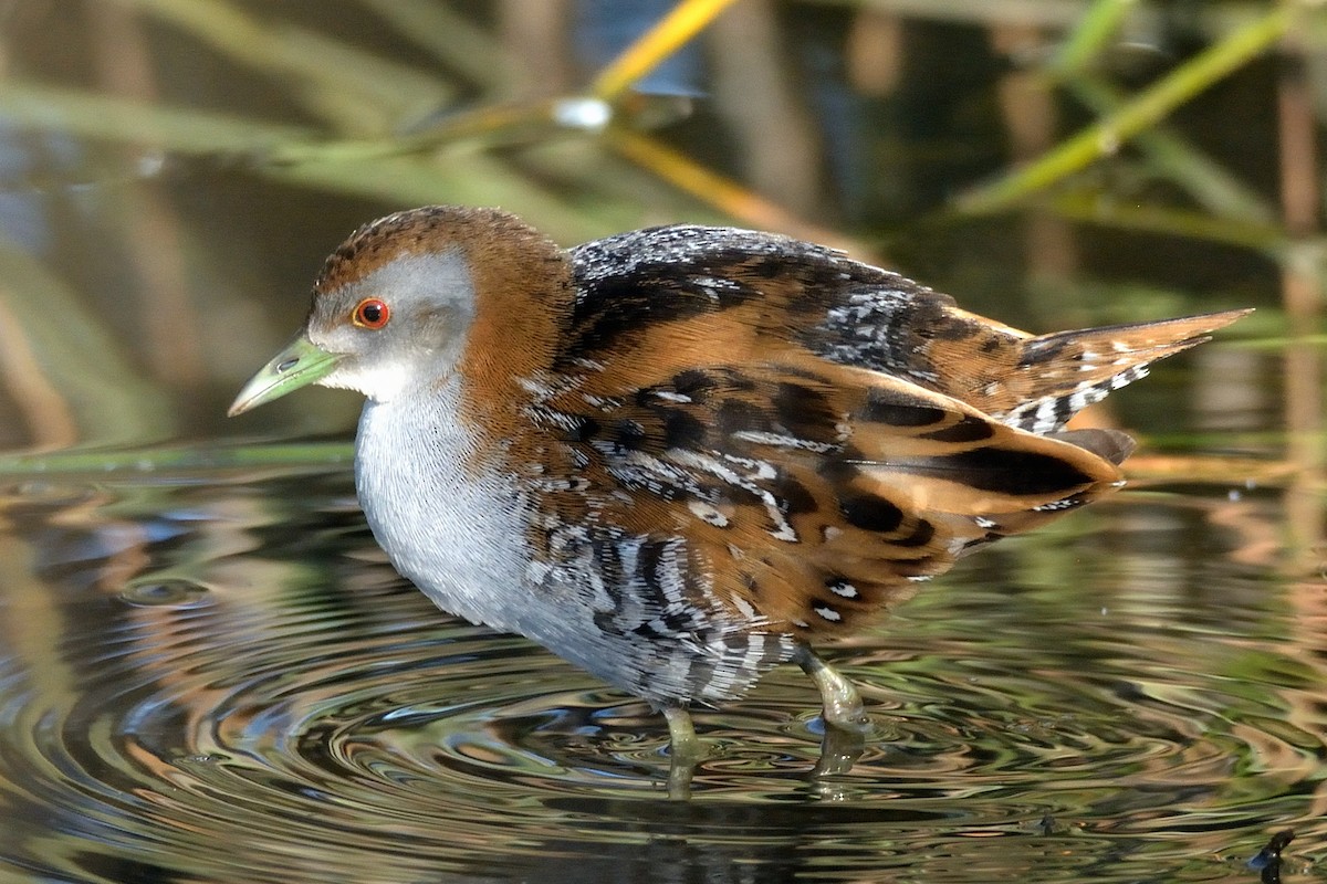 Baillon's Crake - ML116556091