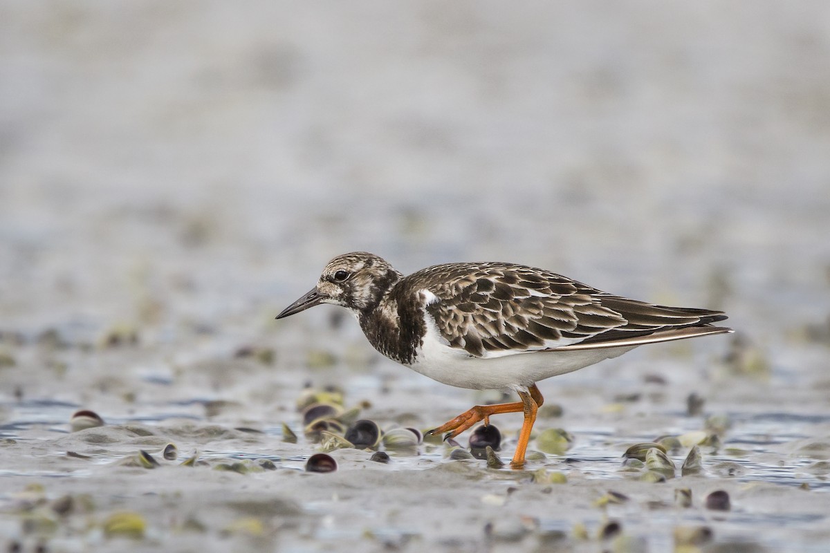 Ruddy Turnstone - ML116557571