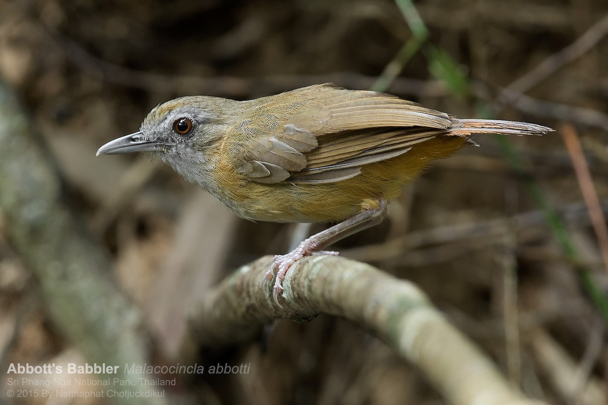 Abbott's Babbler - Natthaphat Chotjuckdikul