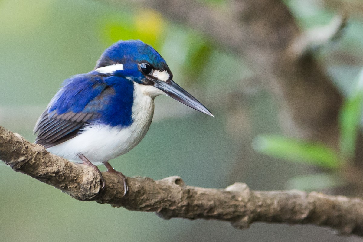 Little Kingfisher - ML116558261