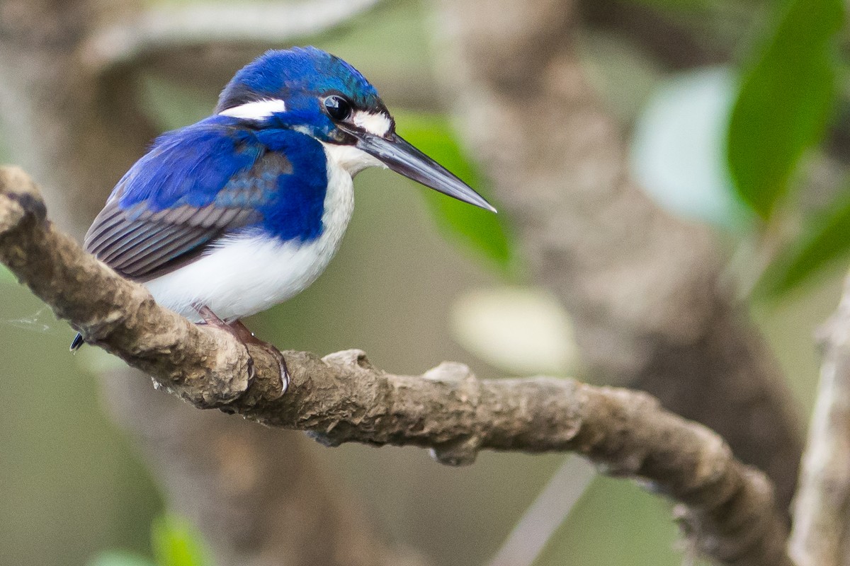 Little Kingfisher - John  Van Doorn