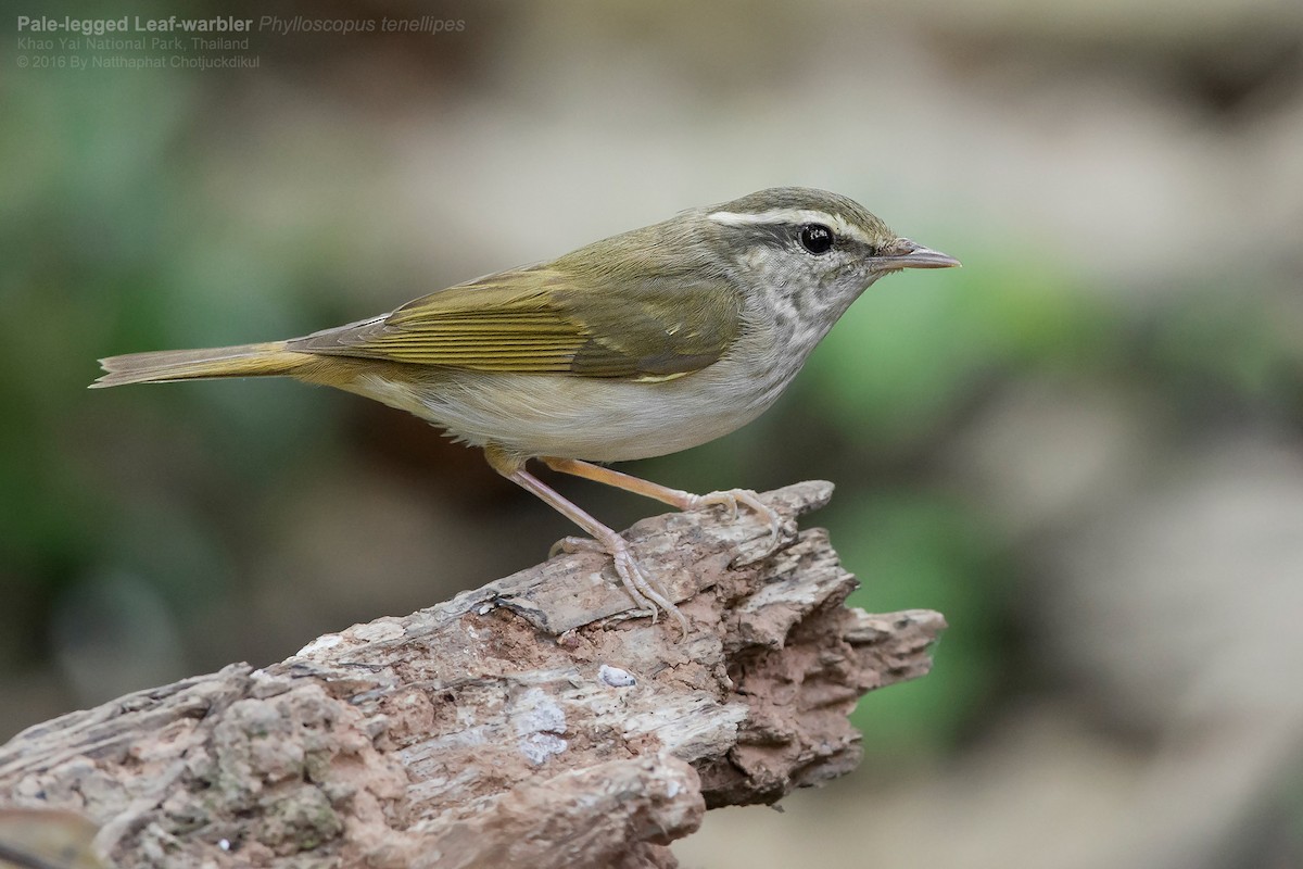 Pale-legged Leaf Warbler - Natthaphat Chotjuckdikul