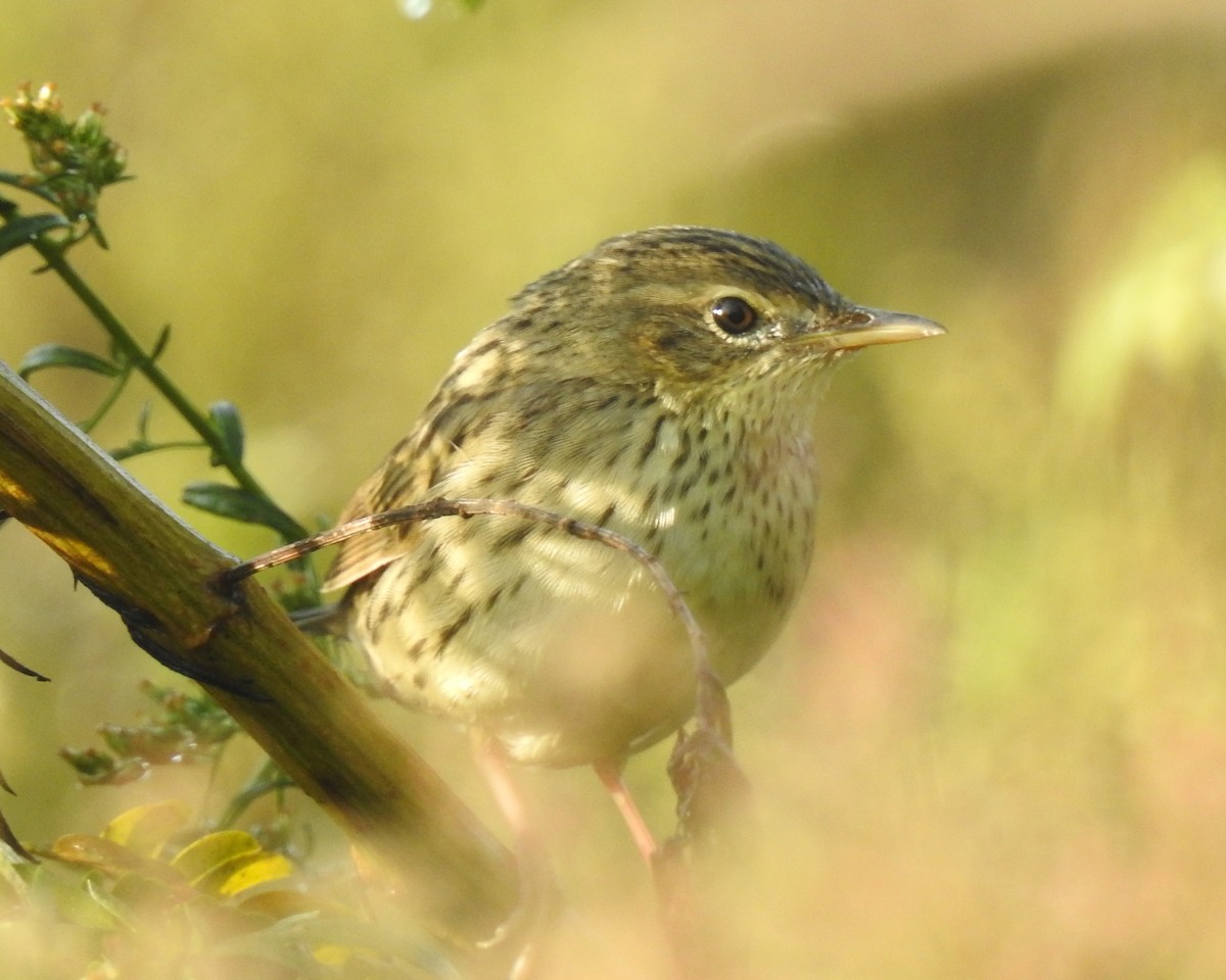 Lanceolated Warbler - Scott Young