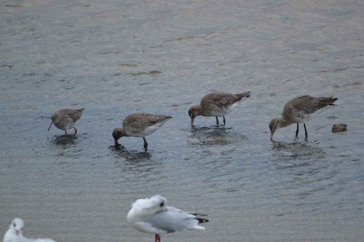 Black-tailed Godwit - ML116559311