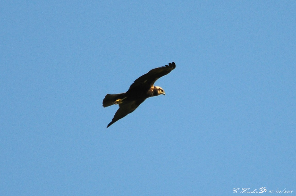 Western Marsh Harrier - ML116559431