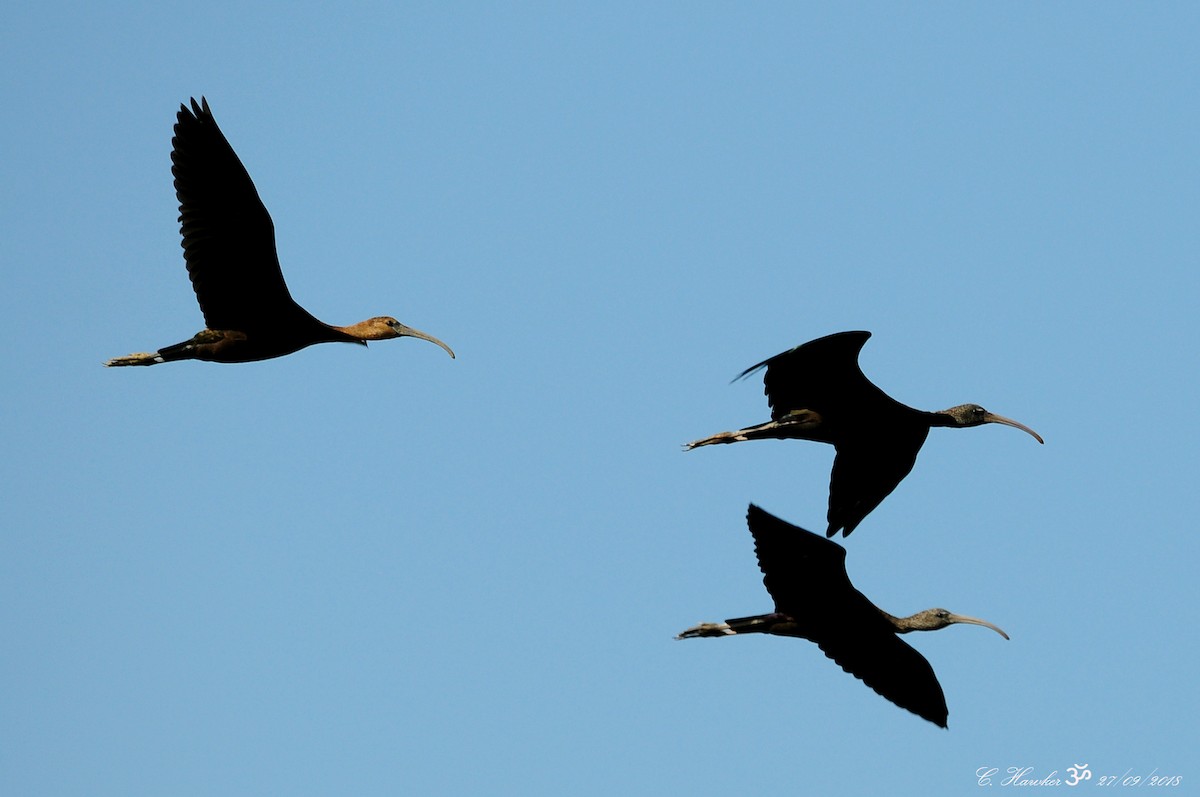 Glossy Ibis - ML116559441