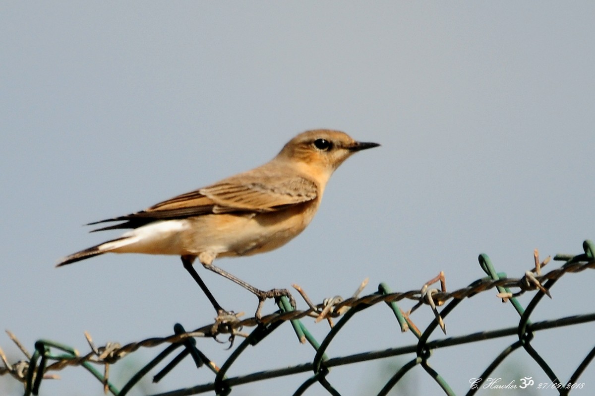 Northern Wheatear - ML116559451