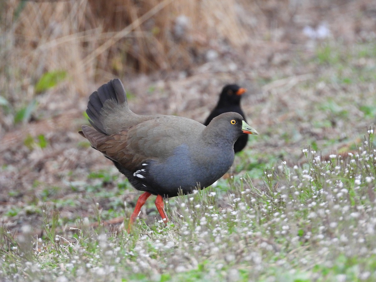 Black-tailed Nativehen - Jeffrey Crawley