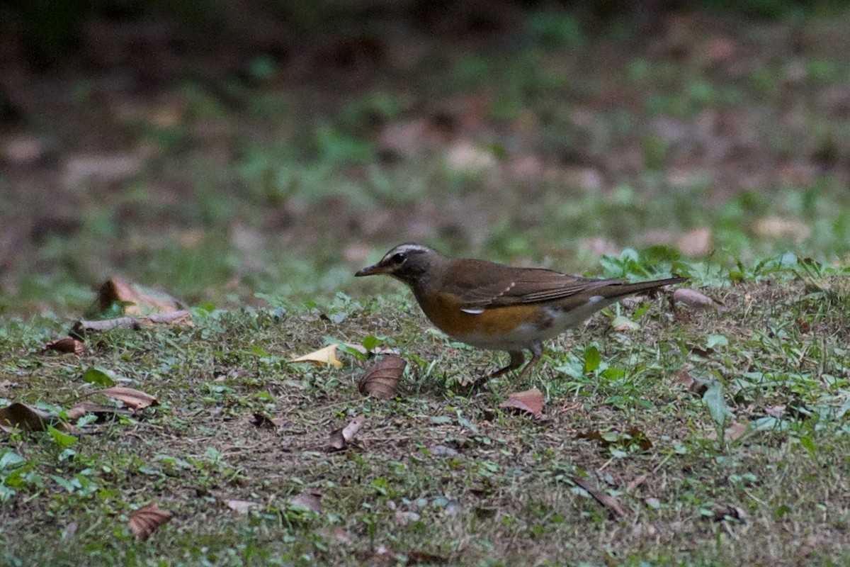 Eyebrowed Thrush - ML116562651