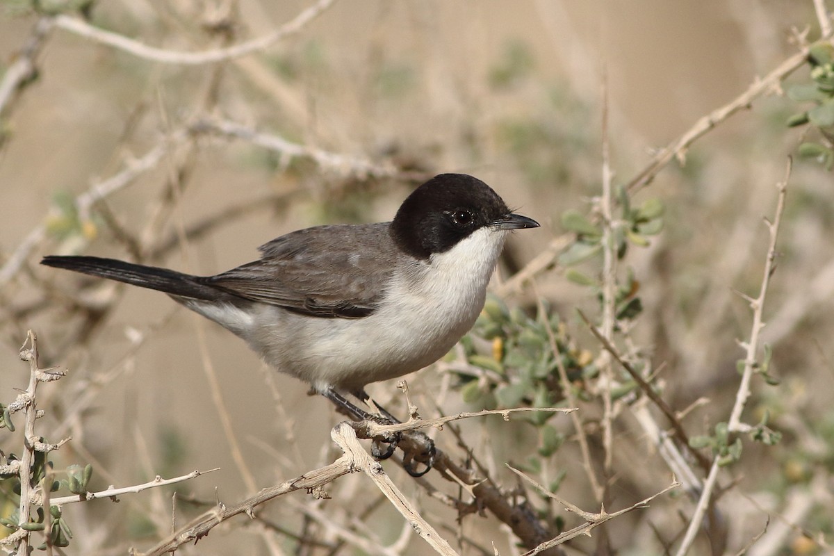 Arabian Warbler - Ohad Sherer