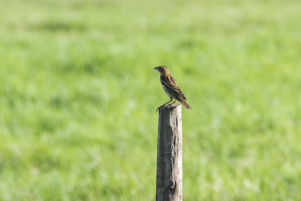 bobolink - ML116568151