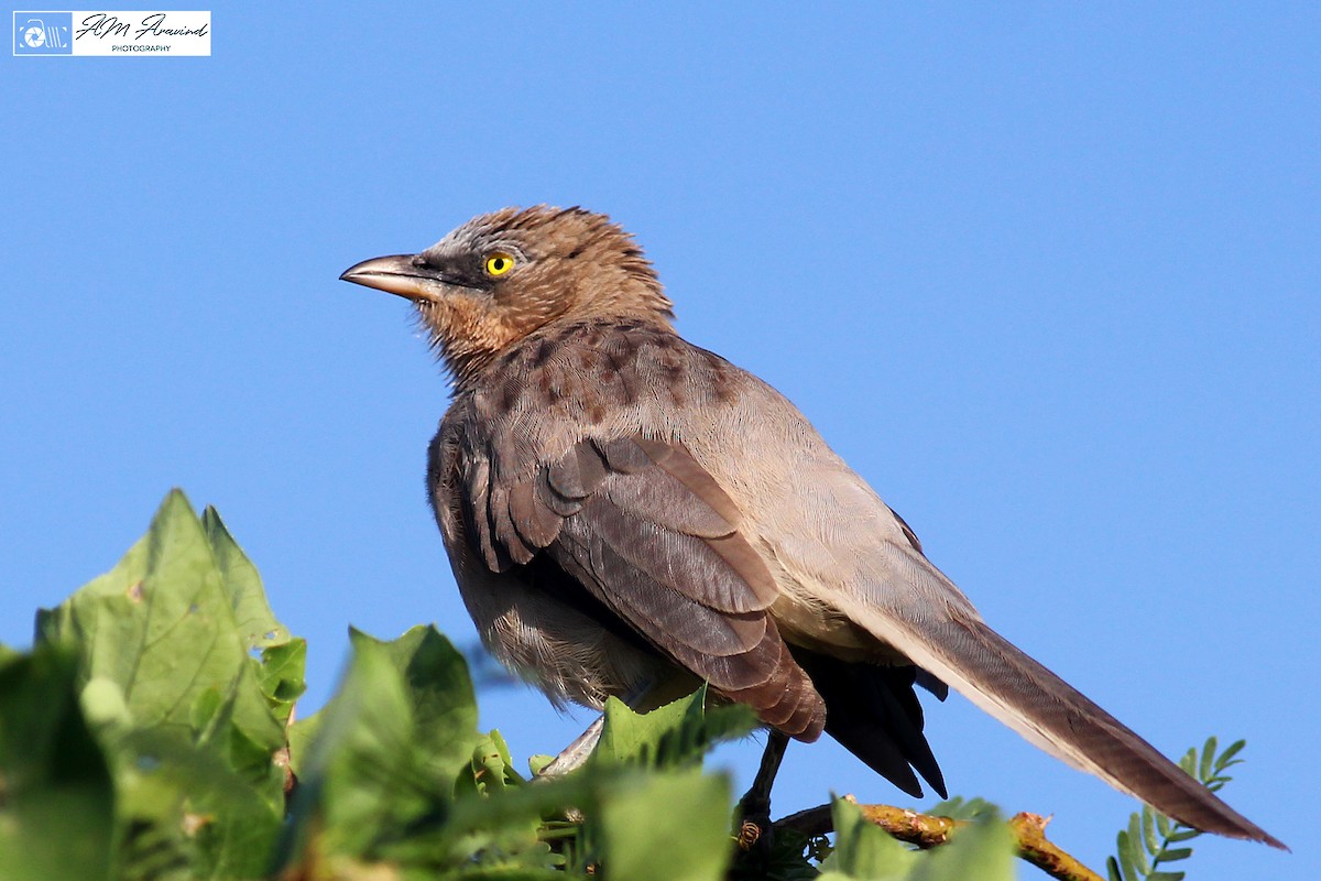 Large Gray Babbler - ML116568181