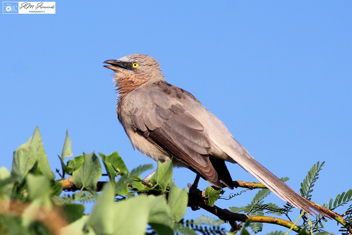Large Gray Babbler - ML116568191