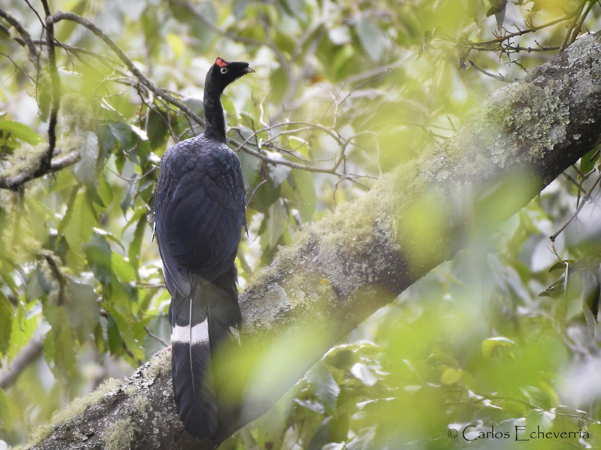 Horned Guan - ML116568241