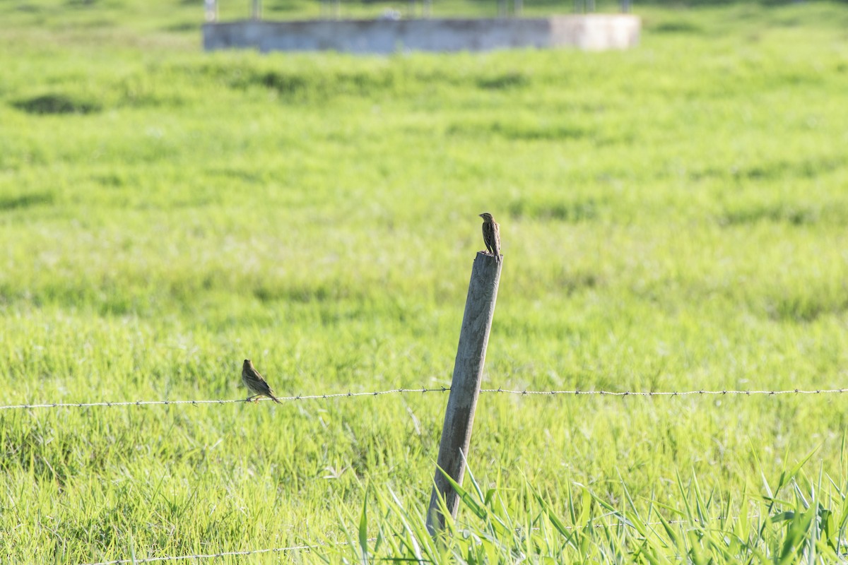 bobolink americký - ML116568291