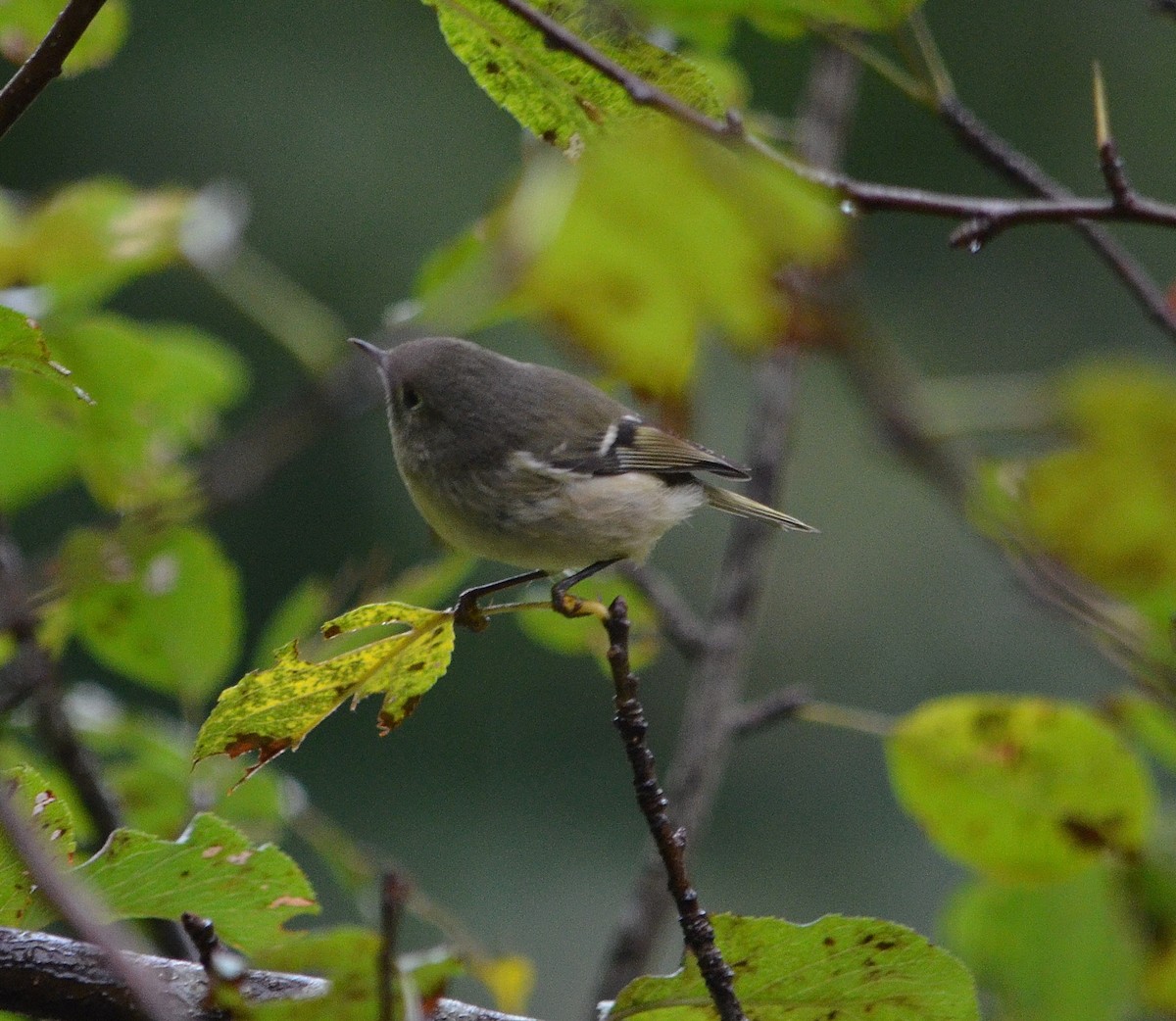 Ruby-crowned Kinglet - ML116569811