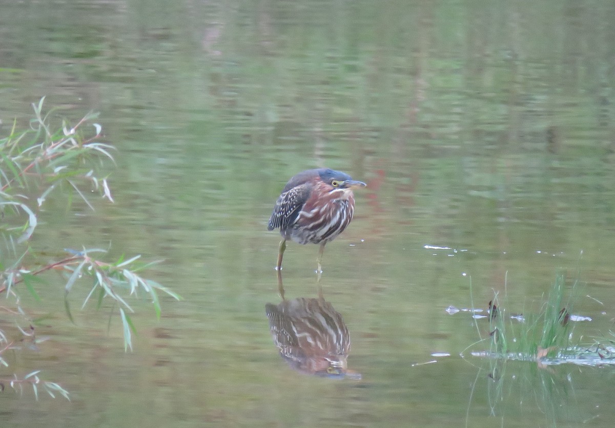 Green Heron - ML116569841