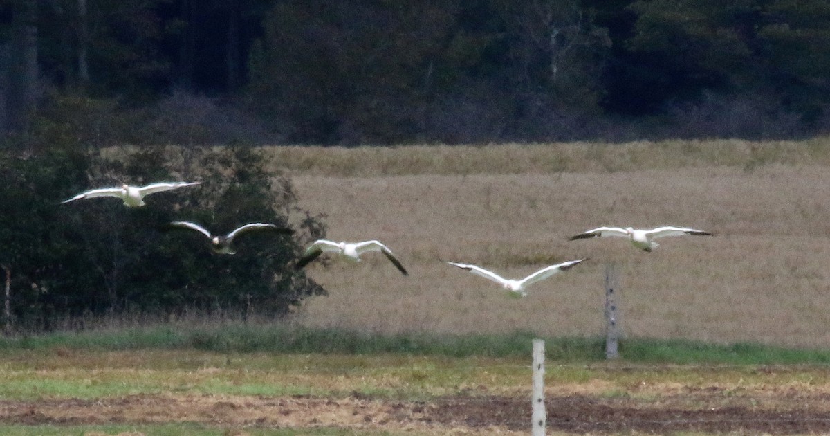 Snow Goose - Christine Brackett