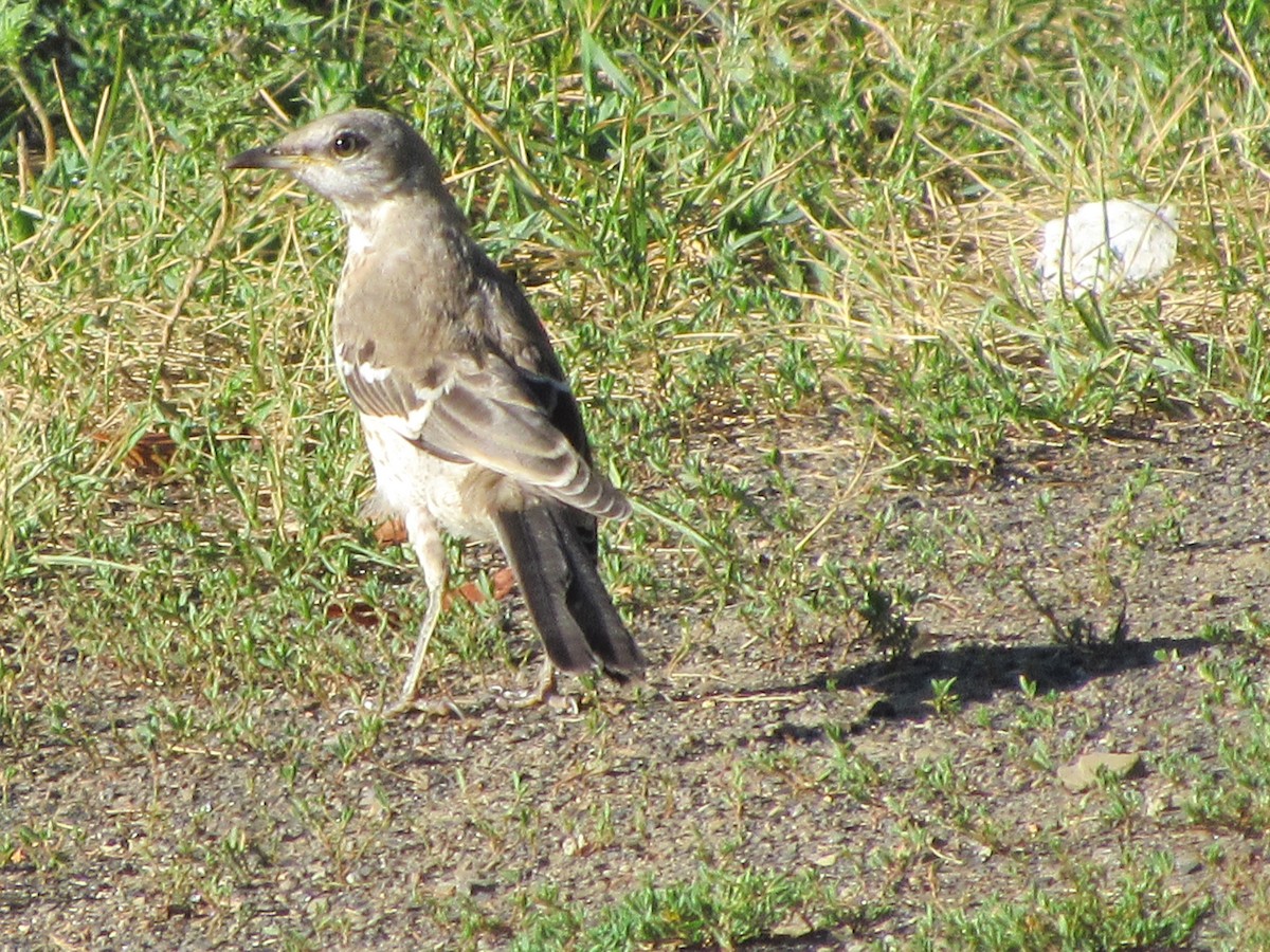 Northern Mockingbird - ML116576251