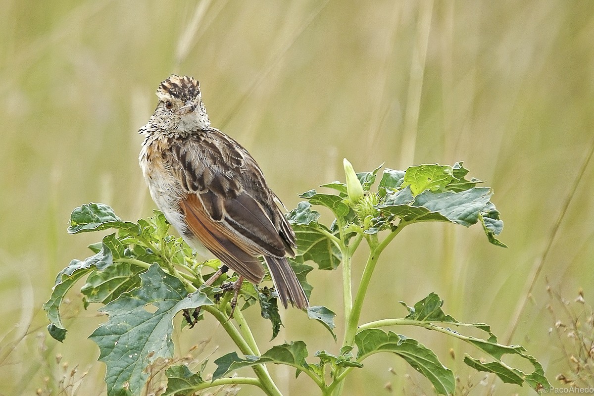 Rufous-naped Lark - ML116576731