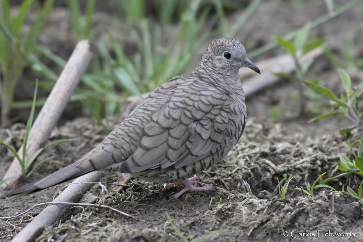 Inca Dove - Carlos Echeverría