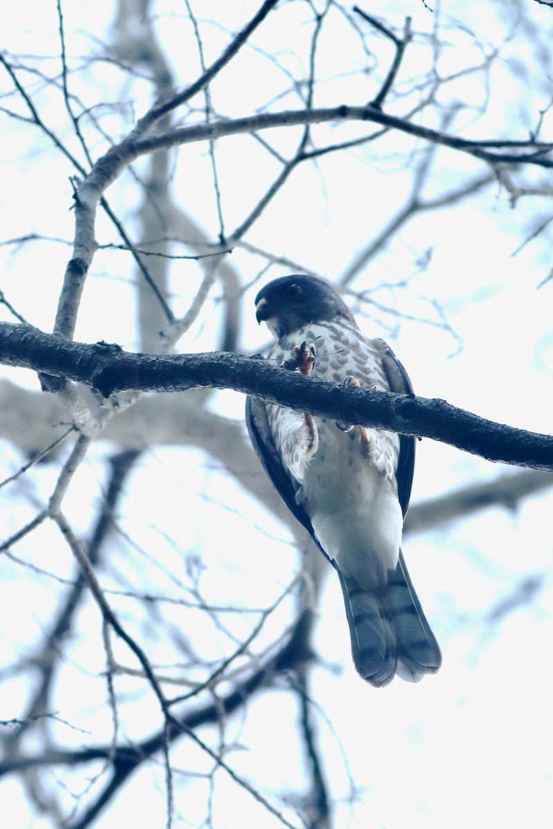 Chinese Sparrowhawk - Ting-Wei (廷維) HUNG (洪)