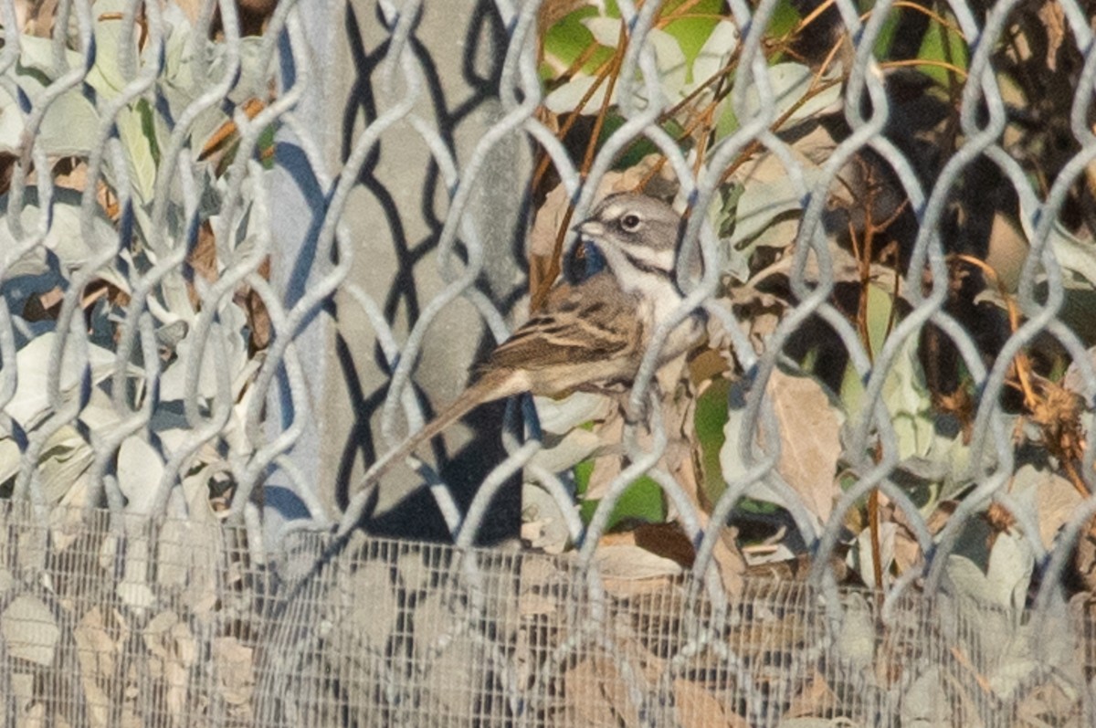 Bell's Sparrow - ML116578731