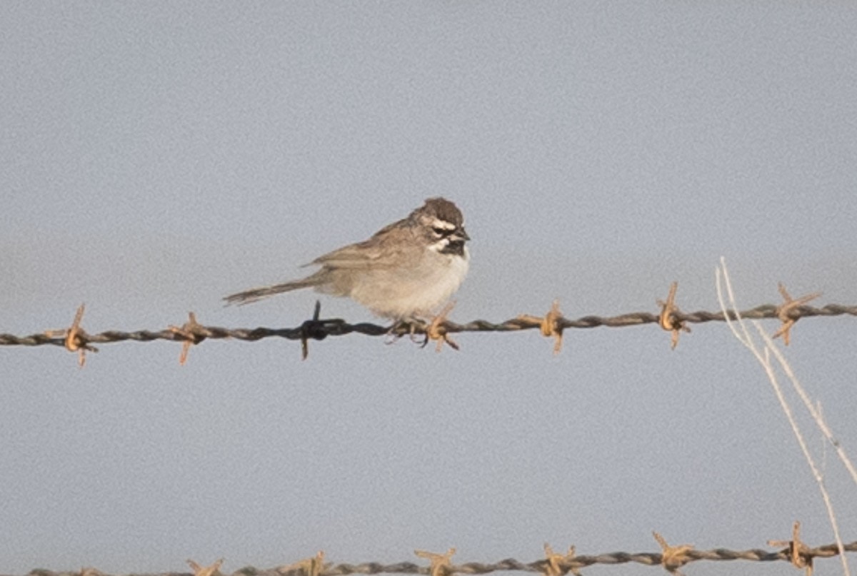 Black-throated Sparrow - ML116578981