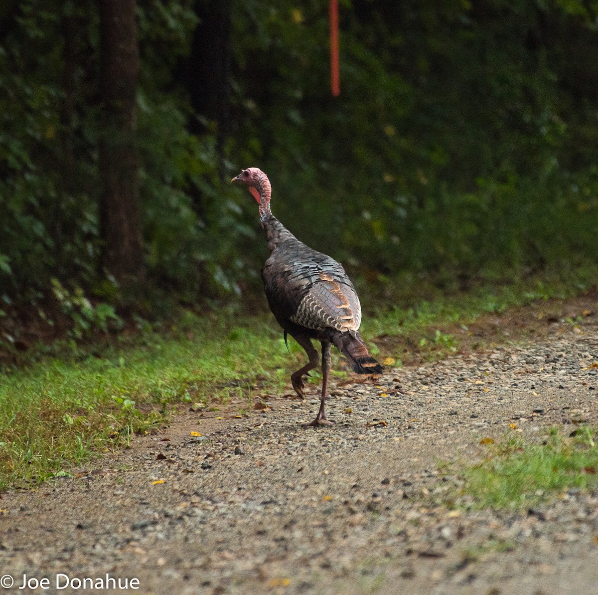 Guajolote Gallipavo - ML116579051