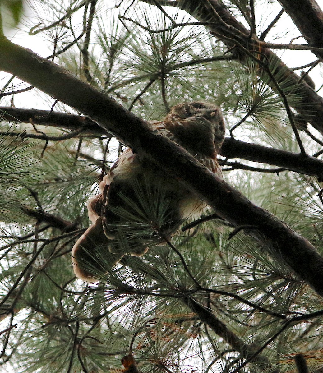 Barred Owl - ML116581071