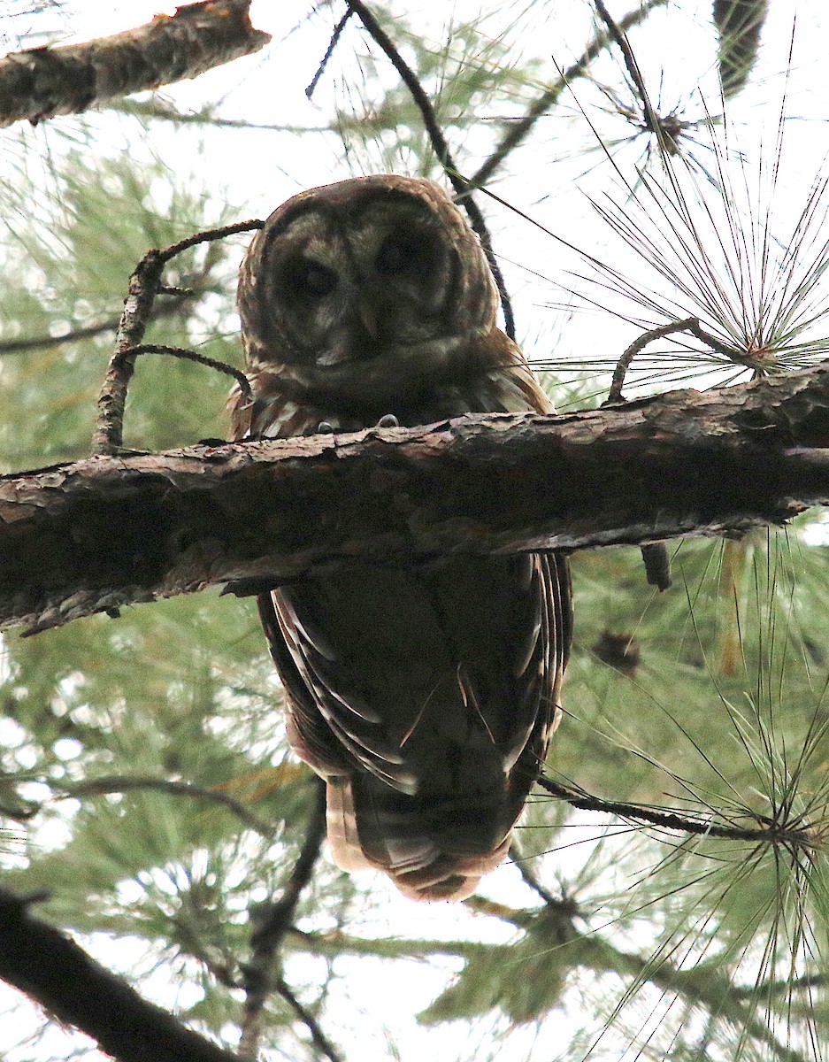 Barred Owl - ML116581101