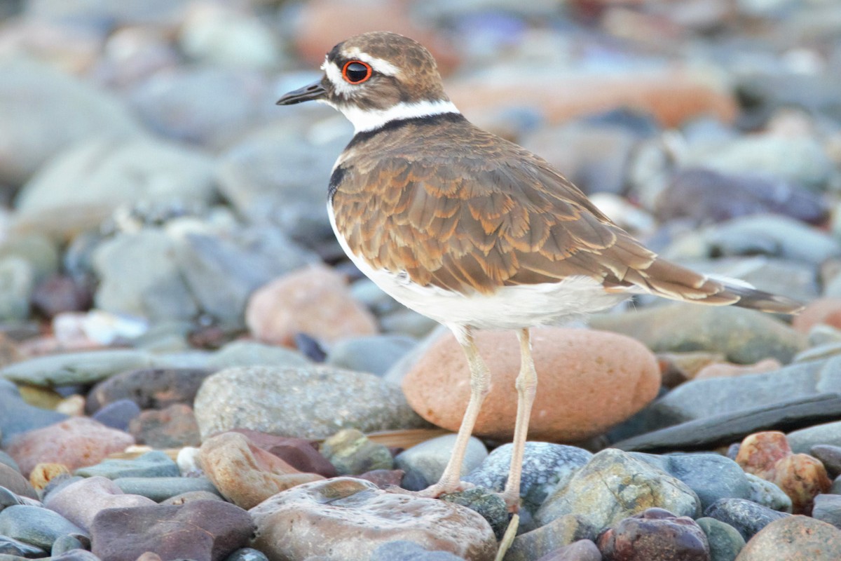 Killdeer - ML116583081