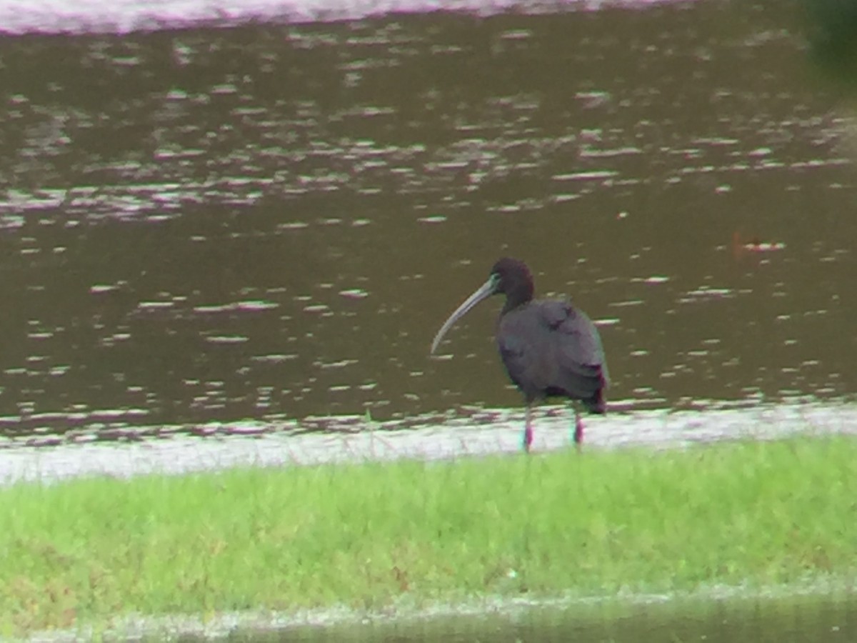 Glossy Ibis - David Bernstein