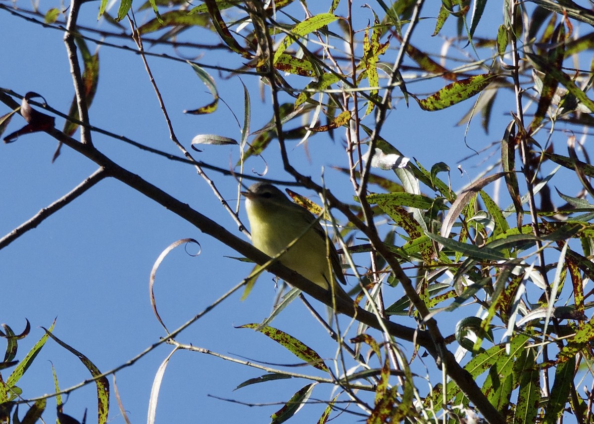 Philadelphia Vireo - ML116584941