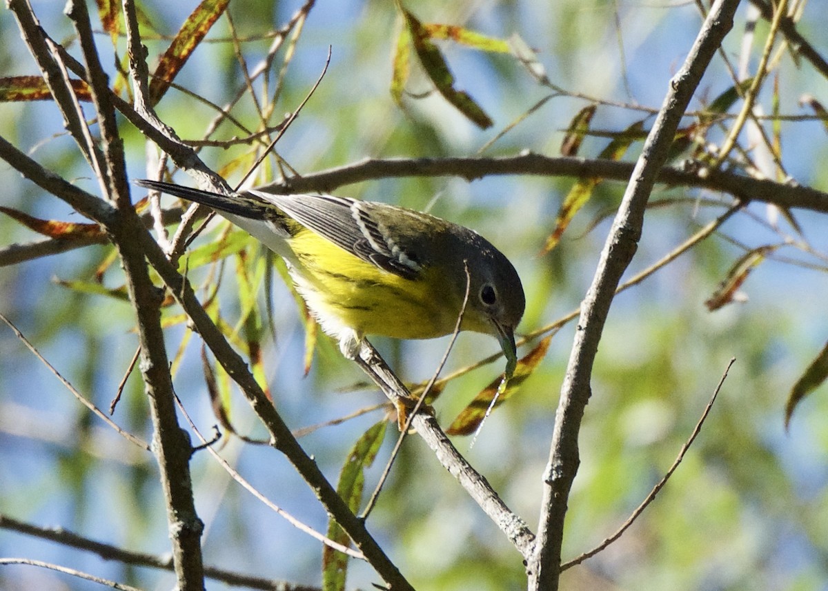 Magnolia Warbler - ML116585251