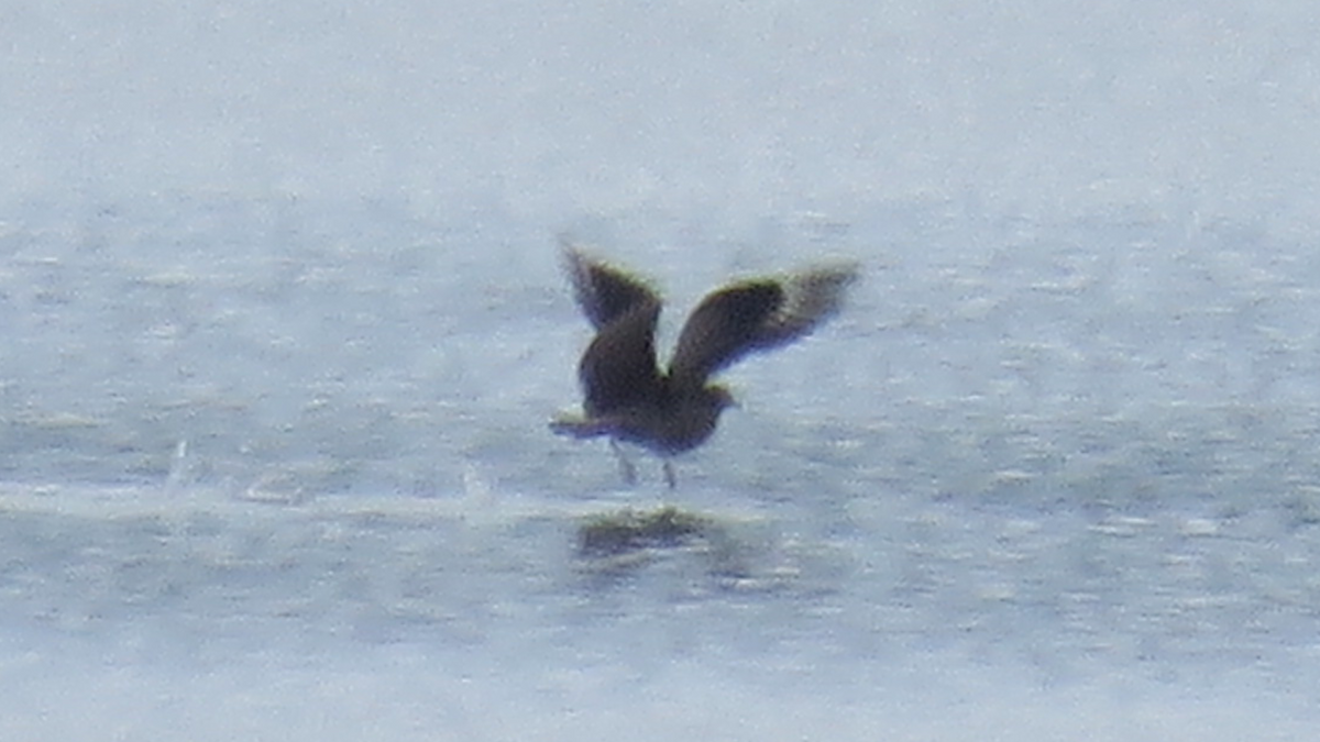 Parasitic Jaeger - Ruben  Stoll