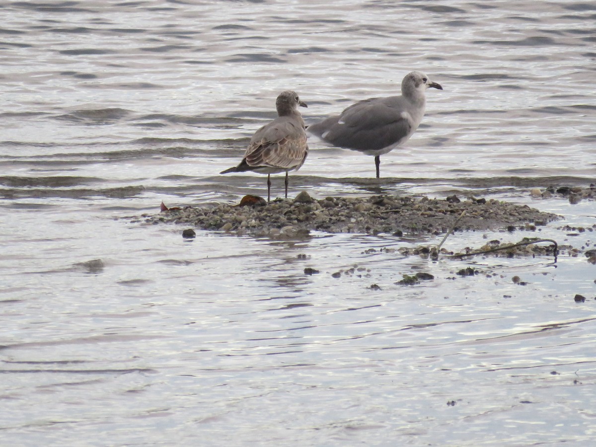 Laughing Gull - ML116587201